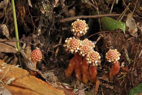 筆頭蛇菰|Balanophora harlandii